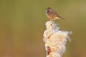 Luscinia: Bluethroat