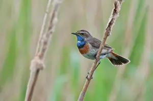 Luscinia: Bluethroat