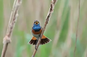 Luscinia: Bluethroat