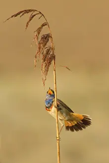 Zeeland: Bluethroat