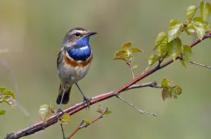 Frontview: Bluethroat