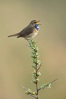 Luscinia: Bluethroat