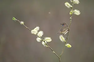 Luscinia: Bluethroat