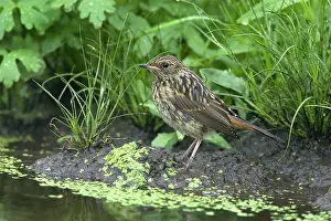 Luscinia: Bluethroat