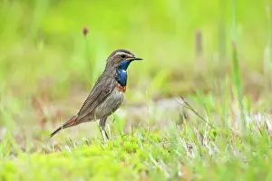Gras: Bluethroat
