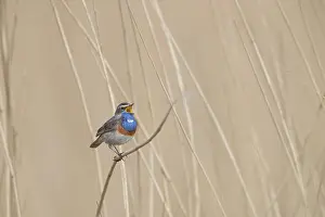 Singing: Bluethroat