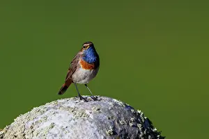Insectivore: Bluethroat