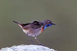 Insectivore: Bluethroat