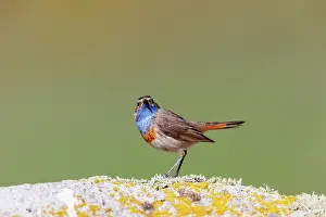 Insectivore: Bluethroat
