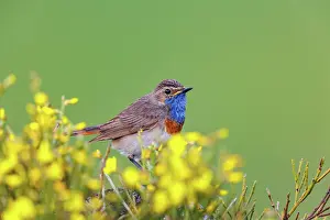 Insectivore: Bluethroat