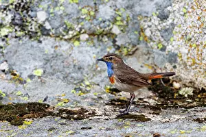 Insectivore: Bluethroat