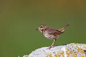 Insectivore: Bluethroat, Adult female