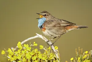 Bluethroats: Bluethroat adult male singing