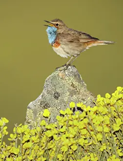 Bluethroats: Bluethroat adult male singing