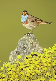 Bluethroats: Bluethroat adult male singing