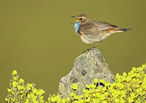 Bluethroats: Bluethroat adult male singing