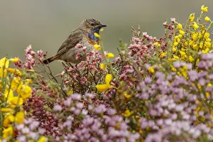 050618: Bluethroat (Iberian Bluethroat, azuricollis subspecies)