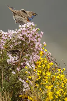 050618: Bluethroat (Iberian Bluethroat, azuricollis subspecies)