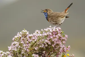 050618: Bluethroat (Iberian Bluethroat, azuricollis subspecies)