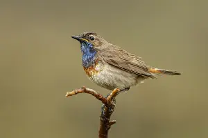 050618: Bluethroat (Iberian Bluethroat, azuricollis subspecies)