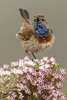 050618: Bluethroat (Iberian Bluethroat, azuricollis subspecies)