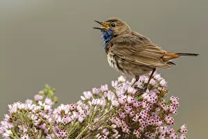 050618: Bluethroat (Iberian Bluethroat, azuricollis subspecies)
