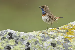 050618: Bluethroat (Iberian Bluethroat, azuricollis subspecies)