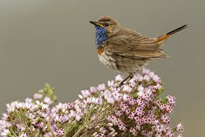 050618: Bluethroat (Iberian Bluethroat, azuricollis subspecies)