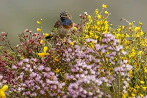 050618: Bluethroat (Iberian Bluethroat, azuricollis subspecies)