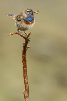 050618: Bluethroat (Iberian Bluethroat, azuricollis subspecies)