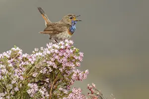 050618: Bluethroat (Iberian Bluethroat, azuricollis subspecies)