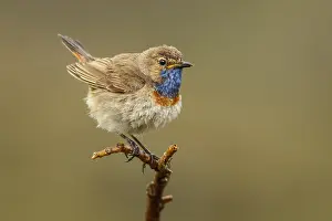 050618: Bluethroat (Iberian Bluethroat, azuricollis subspecies)