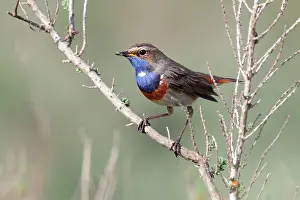 Svecica: Bluethroat (Luscinia svecica), baie de l'Aiguillon