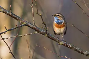 Luscinia: Bluethroat (Luscinia svecica) on branch in spring