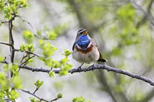 Singing: Bluethroat (Luscinia svecica cyanecula)
