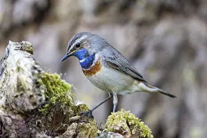 Old World Fly Catcher: Bluethroat (Luscinia svecica cyanecula) Male Germany