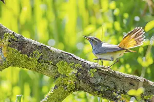 Old World Fly Catcher: Bluethroat (Luscinia svecica cyanecula) Male Germany