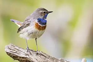 Old World Fly Catcher: Bluethroat (Luscinia svecica cyanecula) Male Germany