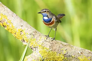 Old World Fly Catcher: Bluethroat (Luscinia svecica cyanecula) Male Germany