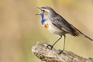 Old World Fly Catcher: Bluethroat (Luscinia svecica cyanecula) Male Germany