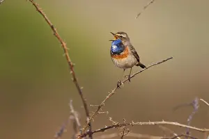 Singing: Bluethroat (Luscinia svecica cyanecula) male singing