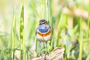 Old World Fly Catcher: Bluethroat (Luscinia svecica cyanecula) ml Germany