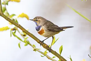Old World Fly Catcher: Bluethroat (Luscinia svecica cyanecula) ml Germany