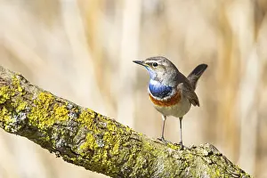 Old World Fly Catcher: Bluethroat (Luscinia svecica cyanecula) ml Germany