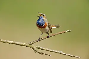 Svecica: Bluethroat (Luscinia svecica) displaying and singing