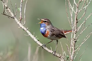 Svecica: Bluethroat (Luscinia svecica), displaying song