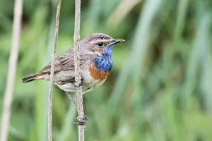 Luscinia: Bluethroat (Luscinia svecica), Emsland, Lower Saxony