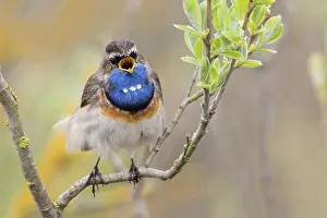 Sing: Bluethroat (Luscinia svecica), male, singing, on