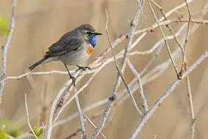 Luscinia: Bluethroat (Luscinia svecica) perched on vegeta