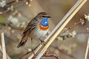 Luscinia: Bluethroat (Luscinia svecica) in reed, Germany